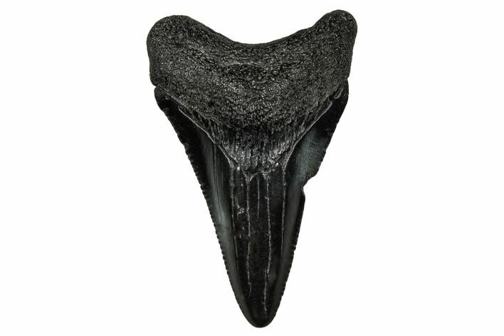 Juvenile Megalodon Tooth - South Carolina #340652